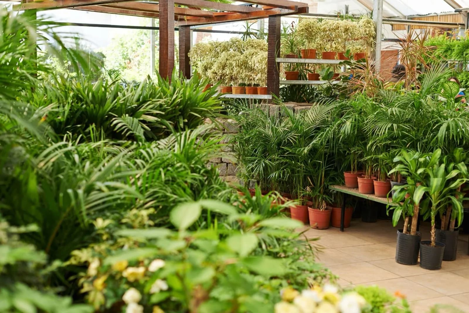 Best Fall Flowers and Plants for Houston