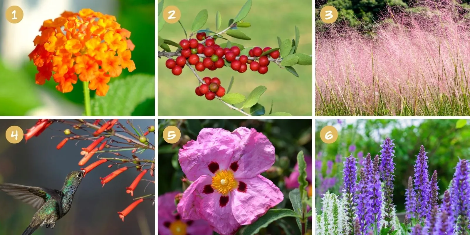 Six-photo collage of Texas lantana, yaupon holly berries, Gulf muhly, flame acanthus with a hummingbird, rock rose, and salvia