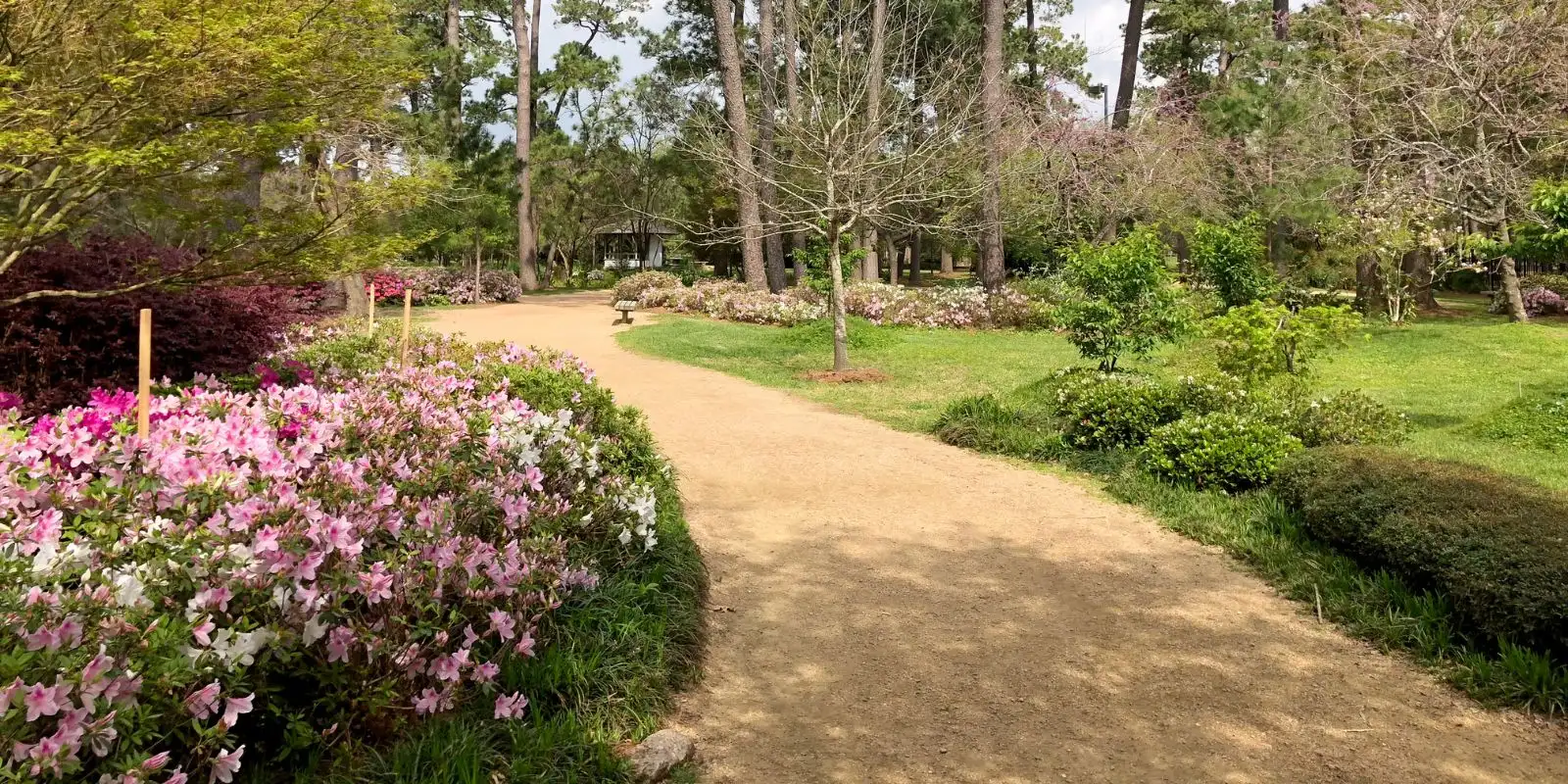 Curving gravel garden path lined with blooming pink and white azaleas beneath tall pine trees