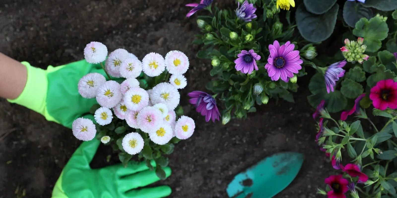 Gloved hands planting white English daisies beside purple and magenta flowers in a garden bed