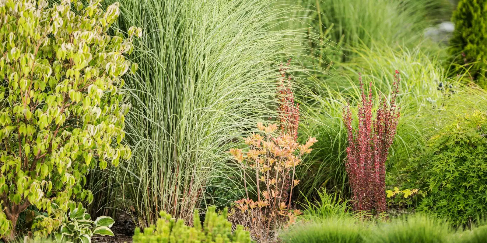 Layered planting bed with tall ornamental grass, red-leaf barberry, and variegated dogwood