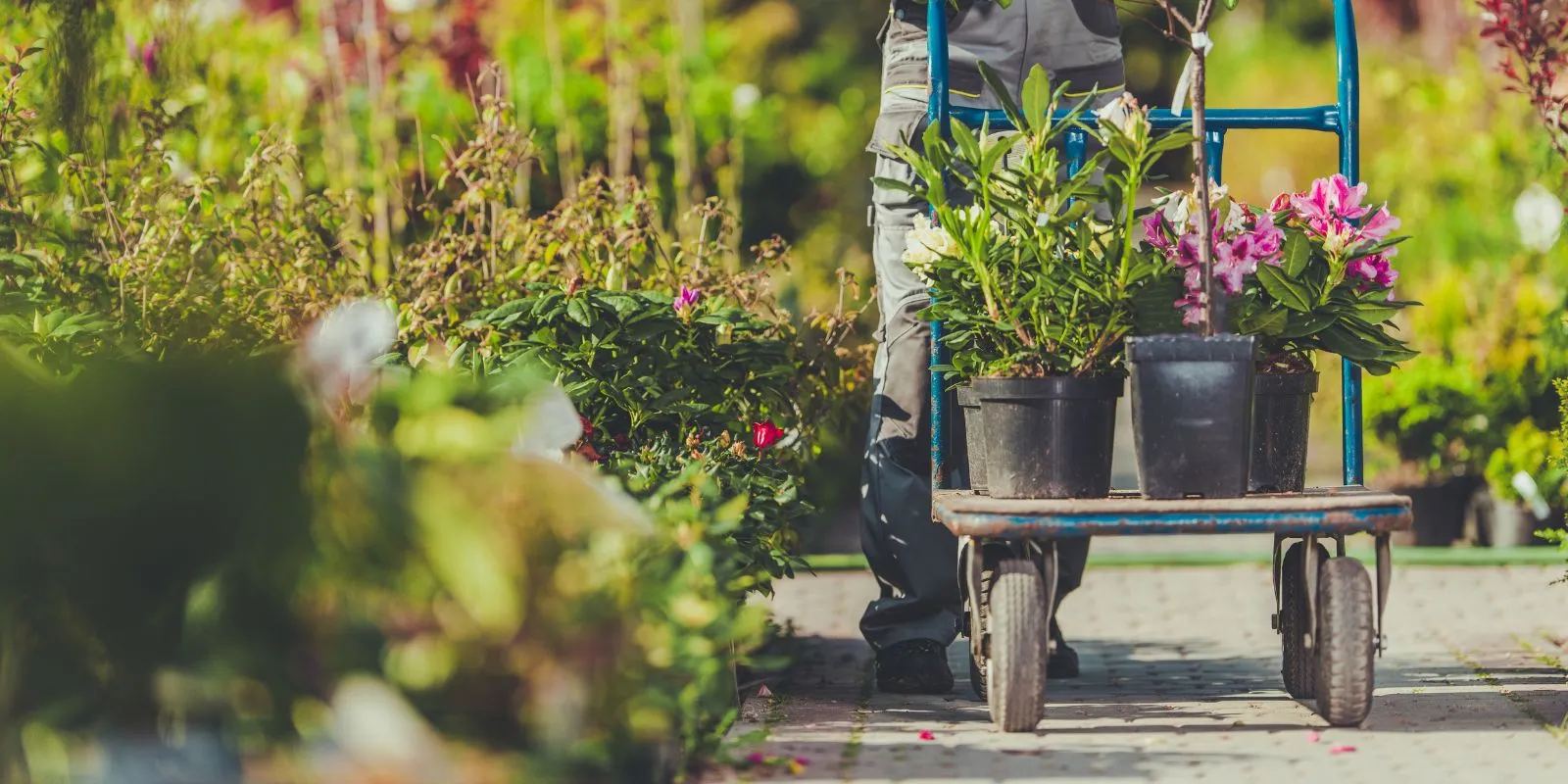 Worker pushing a hand cart of potted flowering shrubs through a garden nursery