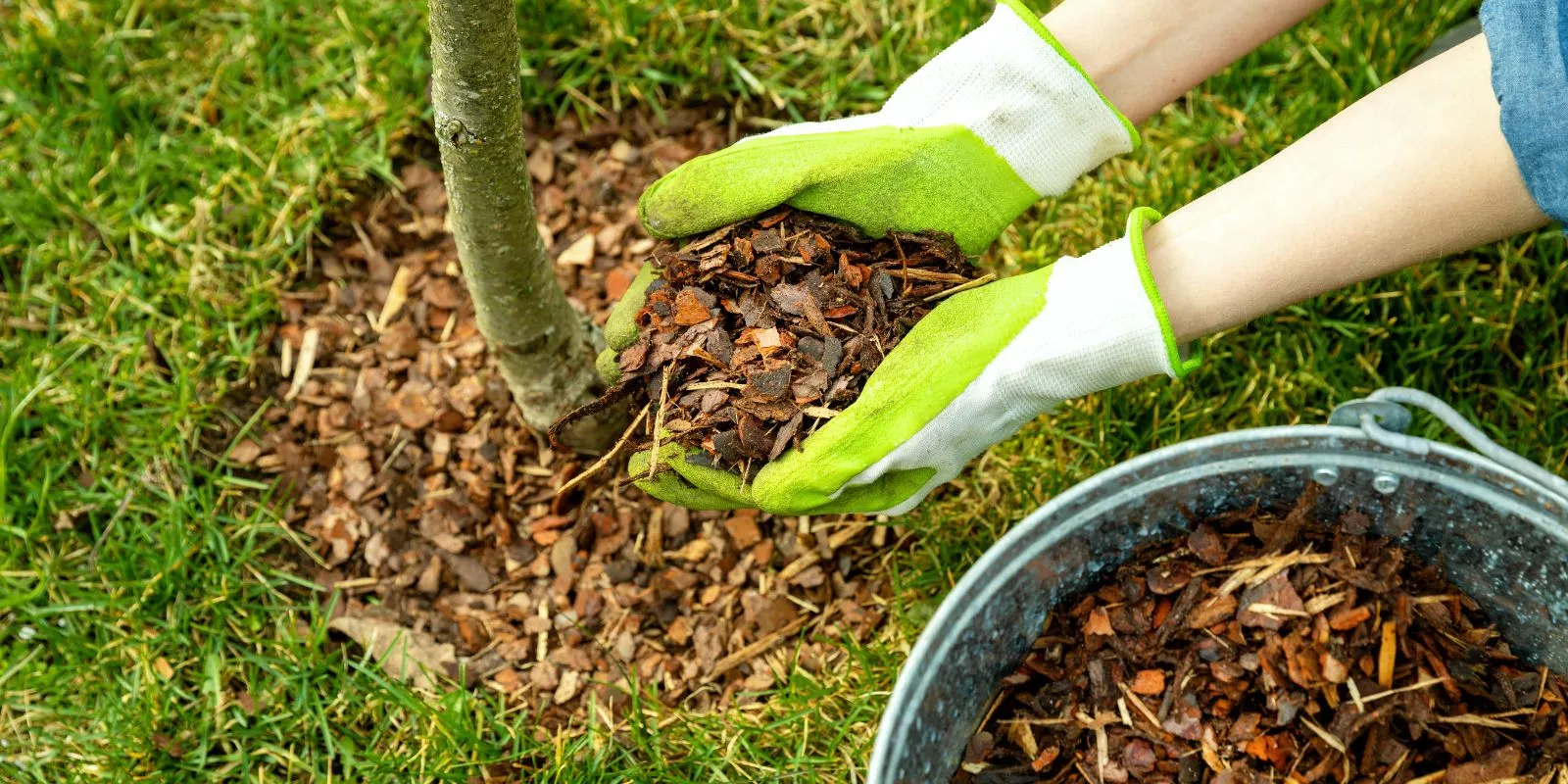 Gloved hands holding a pile of shredded mulch beside a young tree planted in a lawn, with a metal bucket of mulch nearby