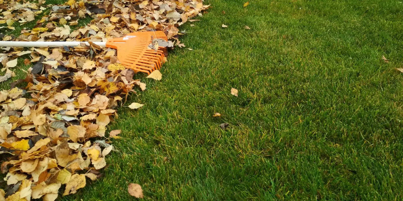 Orange rake pulling a pile of fallen yellow leaves off a green lawn, leaving cleared grass behind